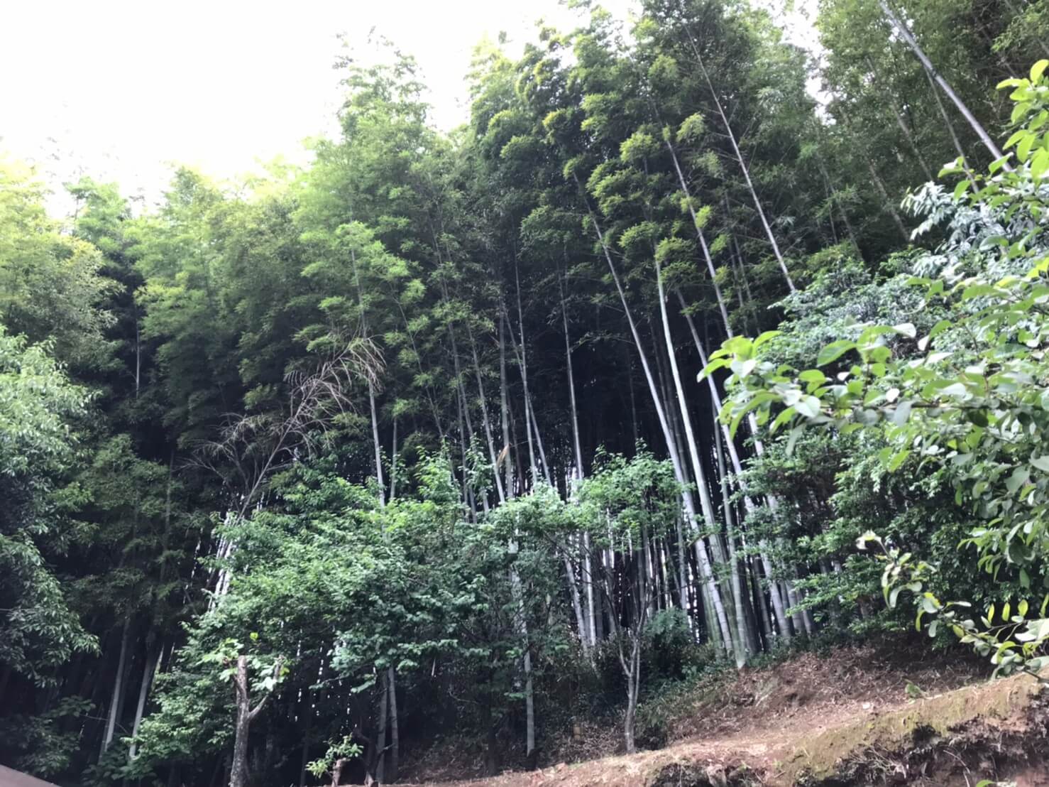 倒れてきている竹以外でもすこしでも傾いているものは伐採を行い、すっきりと！